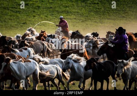 (180701) -- CHIFENG, 1. Juli 2018 -- Hirten treiben Pferde auf einem Grasland in Hexigten Qi der Stadt Chifeng, Nordchinas Autonome Region Innere Mongolei, 30. Juni 2018. ) (Zwx) CHINA-INNER MONGOLEI-GRASLAND-PFERDE (CN) PengxYuan PUBLICATIONxNOTxINxCHN Stockfoto