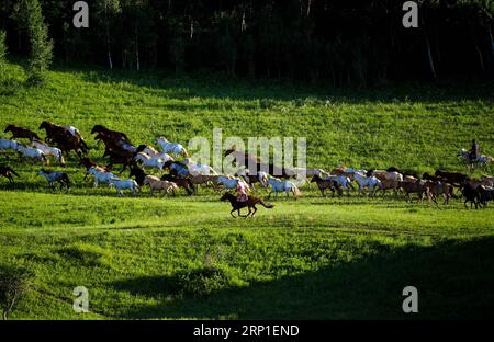 (180701) -- CHIFENG, 1. Juli 2018 -- Hirten treiben Pferde auf einem Grasland in Hexigten Qi der Stadt Chifeng, Nordchinas Autonome Region Innere Mongolei, 30. Juni 2018. ) (Zwx) CHINA-INNER MONGOLEI-GRASLAND-PFERDE (CN) PengxYuan PUBLICATIONxNOTxINxCHN Stockfoto