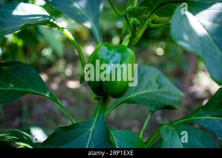 Der Paprika ist die Frucht von Pflanzen der Gross-um-Gruppe der Art Capsicum jährlich. Sorten der Pflanze Früchte in verschiedenen Farben erzeugen, Stockfoto