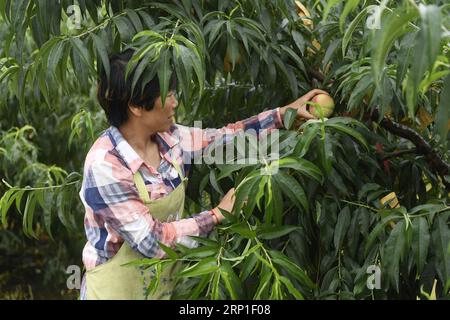 (180701) -- HUZHOU, 1. Juli 2018 -- Farmer Fang Qinlian pickt Pfirsiche in der Miaoxi-Gemeinde des Bezirks Wuxing in Huzhou, ostchinesische Provinz Zhejiang, 1. Juli 2018. Pfirsichqualitätsbeurteilung, Kommissionierung und Malerei fanden am Sonntag auf der Messe statt. )(mcg) CHINA-ZHEJIANG-HUZHOU-PFIRSICHMESSE (CN) HuangxZongzhi PUBLICATIONxNOTxINxCHN Stockfoto