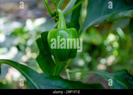 Der Paprika ist die Frucht von Pflanzen der Gross-um-Gruppe der Art Capsicum jährlich. Sorten der Pflanze Früchte in verschiedenen Farben erzeugen, Stockfoto