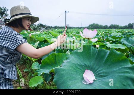 (180703) -- HUZHOU, 3. Juli 2018 -- Ein Tourist macht Fotos von einer Lotusblume in einem Lotusteich im Baojian Dorf in Donglin Stadt Huzhou, Ostchinesische Provinz Zhejiang, 3. Juli 2018. In den letzten Jahren hat die Stadt in ihren Dörfern umweltfreundliche Landwirtschaft eingeführt, um ihnen zu helfen, die Lebensbedingungen zu verbessern und den ländlichen Tourismus zu entwickeln. ) (Sxk) CHINA-ZHEJIANG-HUZHOU-LÄNDLICHER TOURISMUS (CN) XuxYu PUBLICATIONxNOTxINxCHN Stockfoto