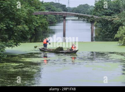 (180704) -- HUZHOU, 4. Juli 2018 -- Arbeiter säubern Entenkraut auf einem Fluss in Doling Stadt Huzhou, Ostchinesische Provinz Zhejiang, 3. Juli 2018. Die Stadt hat vor kurzem ein Projekt zur Reinigung von Flüssen gestartet, um im Sommer sauberes Wasser und einen reibungslosen Lauf der ländlichen Flüsse zu gewährleisten.) (Sxk) CHINA-ZHEJIANG-HUZHOU-RURAL ENVIRONMENT (CN) XuxYu PUBLICATIONxNOTxINxCHN Stockfoto