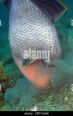 Yellowmargin Triggerfish, Pseudobalistes flavimarginatus, gereinigt von Bluestreak Cleaner Wrasse, Labroides dimidiatus, Sedam Dive Site, Amed, Kar Stockfoto