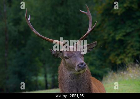 Ein großartiger junger Bock Stockfoto