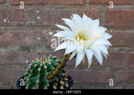 Leuchtend weiße Kaktusblume der Art Echinopsis subdenudata, blüht nur für einen Tag. Stockfoto