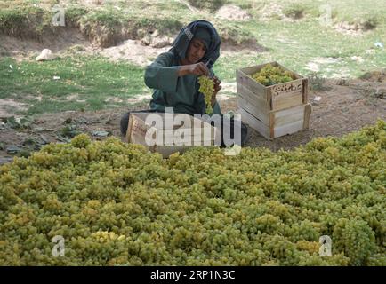 (180715) -- KANDAHAR, 15. Juli 2018 -- ein afghanischer Bauer arbeitet auf einem Weinberg in der Provinz Kandahar, Südafghanistan, 14. Juli 2018. )(yk) AFGHANISTAN-KANDAHAR-WEINBERG SanaullahxSeiam PUBLICATIONxNOTxINxCHN Stockfoto