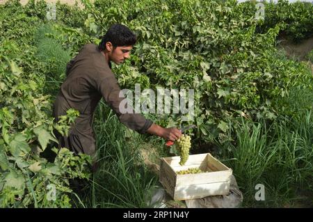 (180715) -- KANDAHAR, 15. Juli 2018 -- ein afghanischer Bauer arbeitet auf einem Weinberg in der Provinz Kandahar, Südafghanistan, 14. Juli 2018. )(yk) AFGHANISTAN-KANDAHAR-WEINBERG SanaullahxSeiam PUBLICATIONxNOTxINxCHN Stockfoto