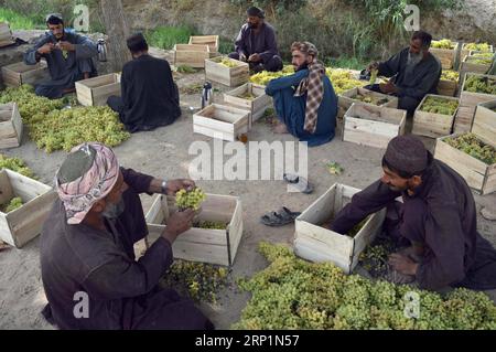 (180715) -- KANDAHAR, 15. Juli 2018 -- afghanische Bauern arbeiten auf einem Weinberg in der Provinz Kandahar, Südafghanistan, 14. Juli 2018. )(yk) AFGHANISTAN-KANDAHAR-WEINBERG SanaullahxSeiam PUBLICATIONxNOTxINxCHN Stockfoto