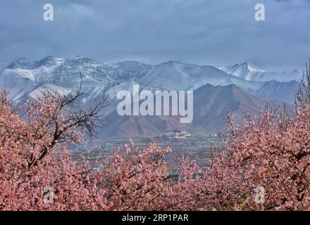 (180718) -- PEKING, 18. Juli 2018 -- Foto aufgenommen am 29. März 2018 zeigt Blumen in Lhasa, der Hauptstadt der autonomen Region Tibet im Südwesten Chinas. ) (Zwx) Xinhua Schlagzeilen: Das Qinghai-Tibet-Plateau ist noch immer eine der saubersten Regionen der Erde YexexDainzin PUBLICATIONxNOTxINxCHN Stockfoto