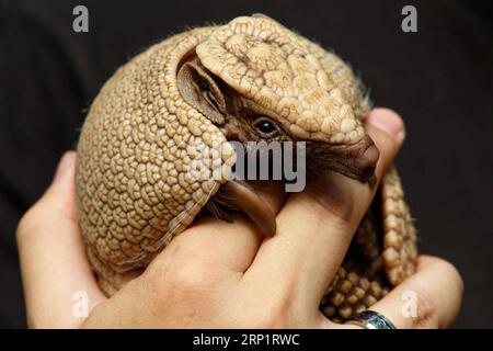 (180722) -- BUDAPEST, 22. Juli 2018 -- Ein südliches dreibändiges Armadillo (tolypeutes matacus), das Ende Mai geboren wurde, wird am 21. Juli 2018 im Budapester Zoo in Budapest, Ungarn, gesehen. ) (ly) HUNGARY-BUDAPEST-ZOO-ANIMAL-NEW BORN SzilardxVoros PUBLICATIONxNOTxINxCHN Stockfoto