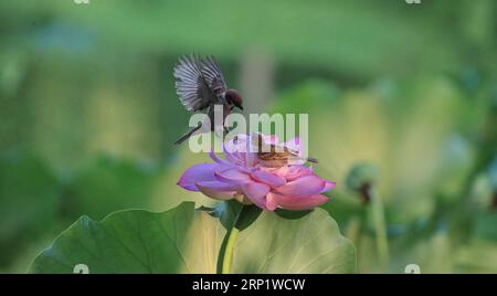 (180726) -- PEKING, 26. Juli 2018 (Xinhua) -- zwei Vögel tummeln sich auf einer Lotusblume im Zizhuyuan Park in Peking, Hauptstadt von China, 25. Juli 2018. (Xinhua/Liu Xianguo)(wsw) CHINA-SUMMER-LOTUS FLOWER (CN) PUBLICATIONxNOTxINxCHN Stockfoto