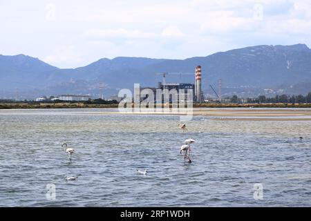 Rosa Flamingos und andere Vögel wandern im Wasser des Mittelmeers auf der Insel Sardinien, Italien. Dahinter ist die Stadt Cagliari Stockfoto