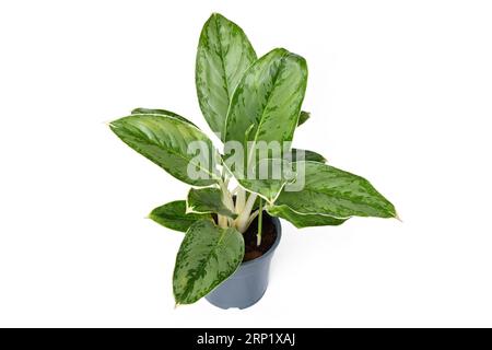 Exotische Zimmerpflanze „Aglaonema Royal Diamond“ mit silbernem Muster auf Blättern auf weißem Hintergrund Stockfoto