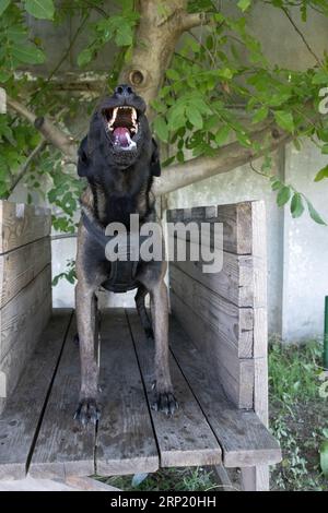 Der belgische Schäferhund Malinois schnappt sich die Kleidung eines Kriminellen. Service-Hundeausbildung. Hund beißt Kleidung. Wütender Angriff. Böse Zähne rein Stockfoto