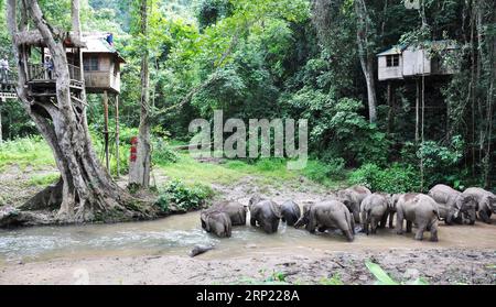 (180812) -- XISHUANGBANNA, 12. August 2018 -- Eine Herde wilder asiatischer Elefanten wird im Wild Elephant Valley in Xishuangbanna gesichtet. ) Xinhua Schlagzeilen: China auf dem Weg, die Majestät der asiatischen Elefanten ShenxQingzhong PUBLICATIONxNOTxINxCHN wiederzubeleben Stockfoto