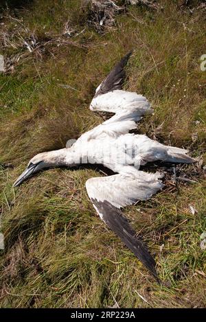 Kadaver von Northern Gannet, Morus bassanus, durch aviäre Influenza getötete Vögel, HPAI, Stamm H5N1, West Kirby, Wirral, Merseyside, Vereinigtes Königreich Stockfoto