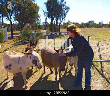 (180813) -- CANBERRA, 13. August 2018 -- Joan Young begrüßt einen Miniesel auf der Joy Miniature Eselkeys Farm im Belmount Forest, weniger als 60 km von Canberra, Australien, 11. August 2018. ZU DIESEM Feature: Australischer Bauernhoftraum in Eselsjahren. ) (lrz) AUSTRALIA-CANBERRA-FARM-ESEL PanxXiangyue PUBLICATIONxNOTxINxCHN Stockfoto