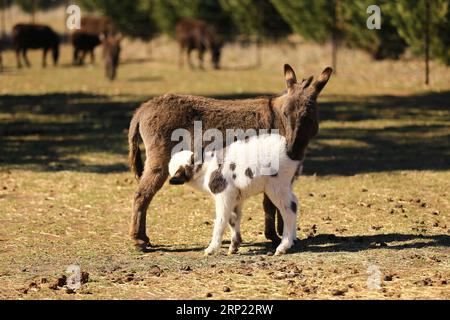 (180813) -- CANBERRA, 13. Aug. 2018 -- Eine Mutter-Miniesel pflügt ihr Fohlen auf der Joy Miniature Eselkeys Farm in Belmount Forest, weniger als 60 km von Canberra, Australien, 11. Aug. 2018. ZU DIESEM Feature: Australischer Bauernhoftraum in Eselsjahren. ) (lrz) AUSTRALIA-CANBERRA-FARM-ESEL PanxXiangyue PUBLICATIONxNOTxINxCHN Stockfoto