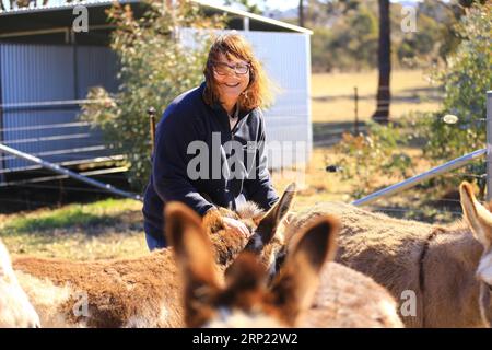 (180813) -- CANBERRA, 13. August 2018 -- Joan Young begrüßt einen Miniesel auf der Joy Miniature Eselkeys Farm im Belmount Forest, weniger als 60 km von Canberra, Australien, 11. August 2018. ZU DIESEM Feature: Australischer Bauernhoftraum in Eselsjahren. ) (lrz) AUSTRALIA-CANBERRA-FARM-ESEL PanxXiangyue PUBLICATIONxNOTxINxCHN Stockfoto