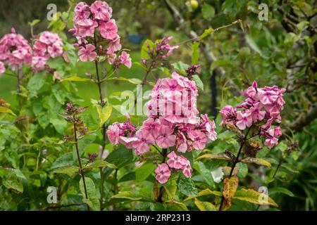 Rhododendron „Mulroy Vanguard“, Rododendro mucronato, Ericaceae, Gärten in Glenveagh, Donegal, Irland, Europa Stockfoto