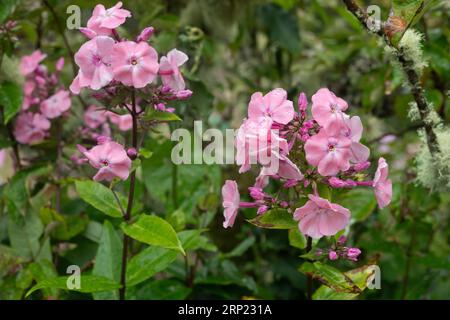 Rhododendron „Mulroy Vanguard“, Rododendro mucronato, Ericaceae, Gärten in Glenveagh, Donegal, Irland, Europa Stockfoto