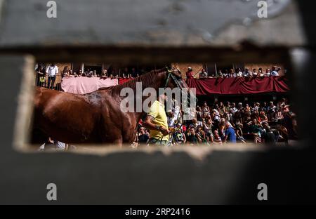 (180816) -- SIENA, 16. August 2018 (Xinhua) -- Ein Pferd wird von einem Bräutigam während des dritten Tages des Pferderennens in Siena, Italien, am 15. August 2018 begleitet. Ein traditionelles Pferderennen, das auf Italienisch als Palio di Siena bekannt ist, findet in der historischen Stadt Siena statt und zieht Zehntausende Zuschauer an. Das Pferderennen in Siena geht auf das Mittelalter zurück und findet jedes Jahr am 2. Juli und 16. August statt. Vor dem letzten Rennen werden drei Tage lang Tests durchgeführt. (Xinhua/Jin Yu) (SP)ITALY-SIENA-PALIO PUBLICATIONxNOTxINxCHN Stockfoto