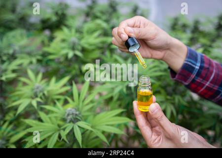 Die Hand des Forschers tränkt Cannabisöl in eine Tropfflasche. Konzept der Extraktion von hochwertigem Cannabis für medizinische und kommerzielle Zwecke. Stockfoto