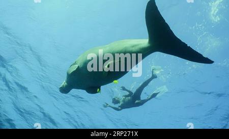 Dugong schwimmt unter der Wasseroberfläche, Mann schwimmt in der Nähe. Seekuh (Dugong Dugon) oder Dugong schwimmt unter der Oberfläche des blauen Wassers, Schnorchelmann schwimmen auf dem Stockfoto