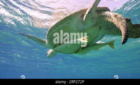 Blick von unten, alte männliche Meeresschildkröte auf der Wasseroberfläche. Ältere große männliche große grüne Meeresschildkröte (Chelonia mydas) mit zwei Remorafish Under Stockfoto