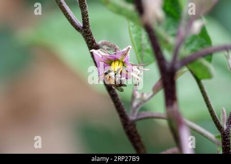 Karderbiene (Bombus pascuorum), Hummel, Insekt, Aubergine, Blume, Pflanze, Nahaufnahme, Garten, Eine Hummel bestäubt die kleinen Blüten der Stockfoto