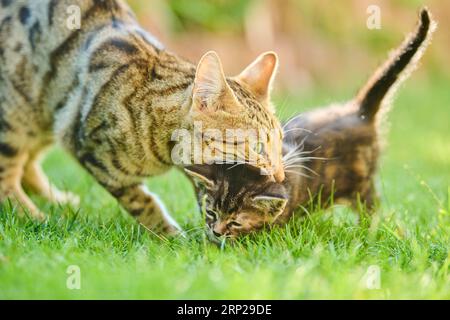 Bengalische Katze, Hauskatze, Mutter mit ihrem Kätzchen auf einer Wiese, Bayern, Deutschland Stockfoto