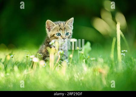 Bengalische Katze, Hauskatze, Kätzchen, die auf einer Wiese sitzen, Bayern, Deutschland Stockfoto