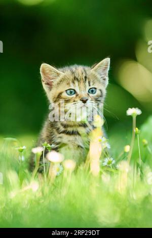 Bengalische Katze, Hauskatze, Kätzchen, die auf einer Wiese sitzen, Bayern, Deutschland Stockfoto