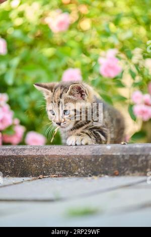 Bengalische Katze, Hauskatze, Kätzchen im Blumenbeet, Bayern, Deutschland Stockfoto