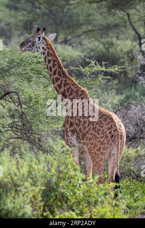 Masai-Giraffe (Giraffa tippelskirchi), Essen von Akazienbäumen, Blick auf den Rücken, Ndutu Conservation Area, Tansania Stockfoto