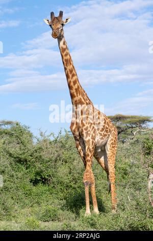 Masai Giraffe (Giraffa tippelskirchi), Bulle, Ndutu Conservation Area, Tansania Stockfoto