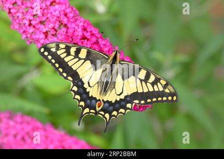 Schwalbenschwanz (Papilio machaon), saugender Nektar auf Sommerlilaken (Buddleja davidii) Neunkirchen im Siegerland, Nordrhein-Westfalen, Deutschland Stockfoto