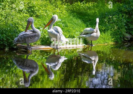 Pelikane (Pelecanus) im Wasser reflektiert, Tiergarten, Captive, Schönbrunn, Wien, Österreich Stockfoto