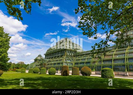 Palmenhaus im Schlosspark Schönbrunn, Wien, Österreich Stockfoto