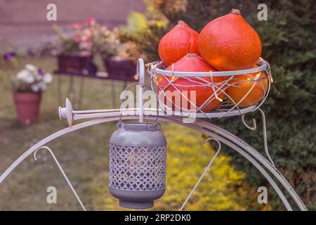 Herbstliches Stillleben mit Kürbissen, Laterne im gemütlichen Garten. Blumen im Hintergrund. Herbsternte, Danksagung, halloween-Konzept. Nahaufnahme von Stockfoto