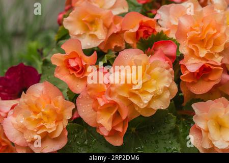 Blüten einer Begonia mit Wassertropfen auf dunklem Hintergrund. Blühend, nass von Regenbegonien Stockfoto