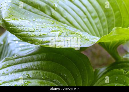 Große grüne Blätter mit Tropfen Regen oder Tau. Schöner, natürlicher Hintergrund. Tropfen von sauberem, transparentem Wasser auf Blätter. Bild in grünen Tönen. Frühling Stockfoto