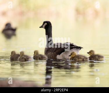 Canada Goose (Branta canadensis) mit ihren Küken, die auf dem Wasser schwimmen, Wassertropfen auf dem Körper, Iserlohn, Deutschland Stockfoto