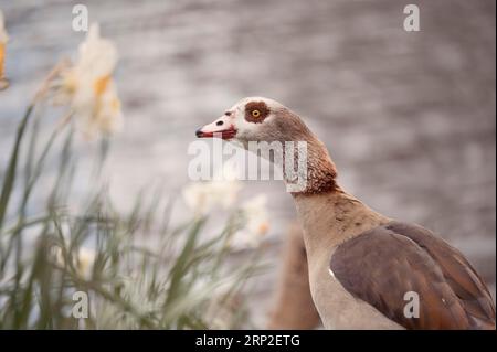 Ägyptische Gänse (Alopochen aegyptiaca), Nahaufnahme, nach links schauend, weiße Narzissen seitlich verschwommen, Dortmund, Deutschland Stockfoto