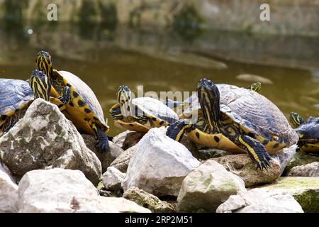 Verzierte Schildkröten (auritus testudines), gelb gestreifte Hälse, Teich, Botanischer Garten, Villa Giulia, Palermo, Hauptstadt, Sizilien, Italien Stockfoto