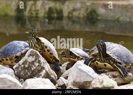 Verzierte Schildkröten (auritus testudines), gelb gestreifte Hälse, Teich, Botanischer Garten, Villa Giulia, Palermo, Hauptstadt, Sizilien, Italien Stockfoto