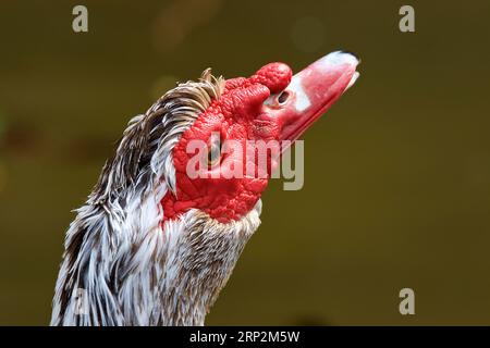 Muscovy-Ente (cairina moschata), Kopf, Close, Red Bill, Botanischer Garten, Villa Giulia, Palermo, Hauptstadt, Sizilien, Italien Stockfoto