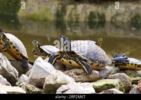 Verzierte Schildkröten (auritus testudines), gelb gestreifte Hälse, Teich, Botanischer Garten, Villa Giulia, Palermo, Hauptstadt, Sizilien, Italien Stockfoto