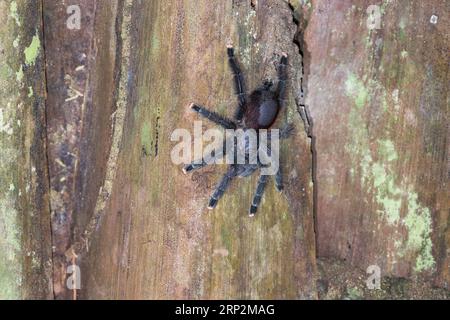 Amazonaspinke Zehenspinne Avicularia juruensis, erwachsenes Weibchen auf Baumstamm ruhend, Inkaterra Reserva Amazonica, Peru, Mai Stockfoto